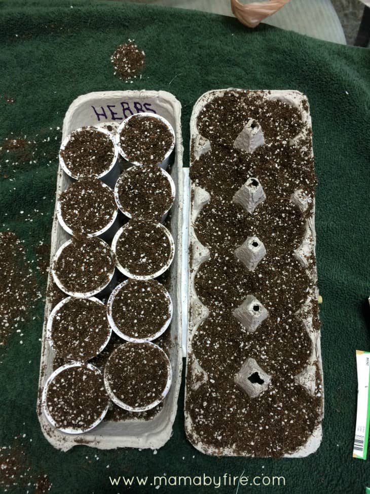gardening-with-the-toddler-dirt-in-egg-carton