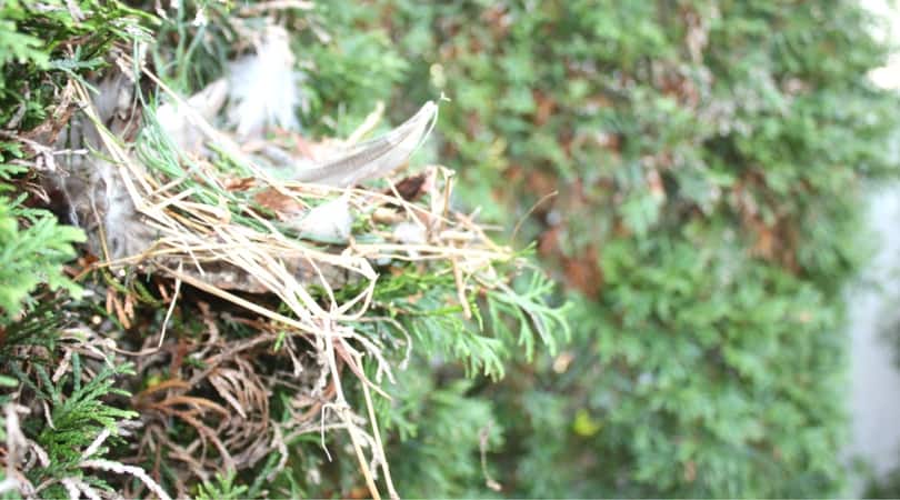 Can you build a nest? This STEM challenge for kids gets kids thinking creatively and applying imagination to science! 