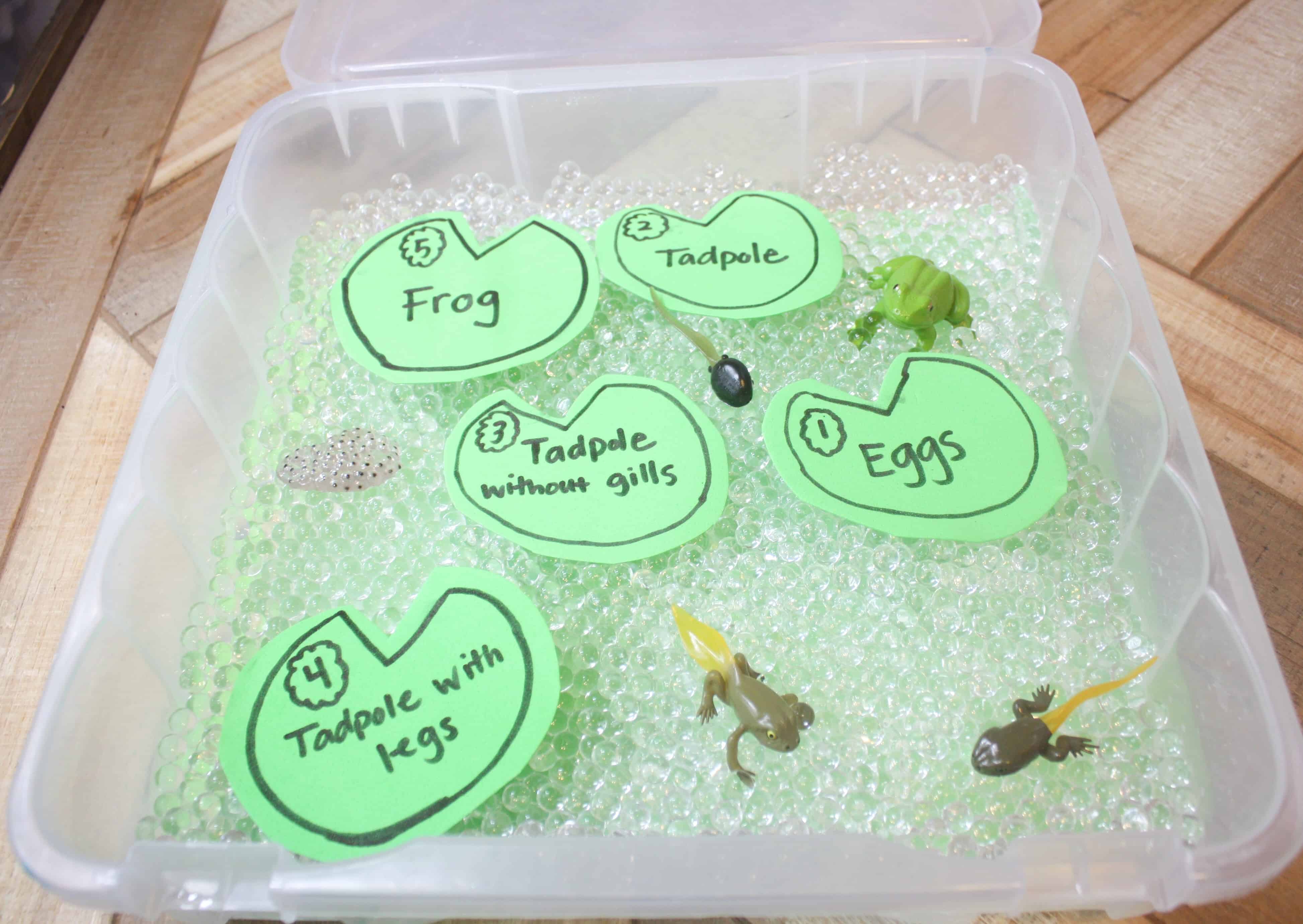 Life Cycle of a Frog for Kids Sensory Bin with Water Bead Frog Eggs