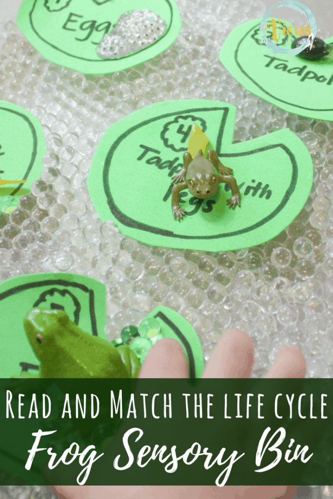 This sensory bin displays the life cycle of a frog for kids. Containing water beads that resemble frog eggs, kids can sort, read and learn while playing!