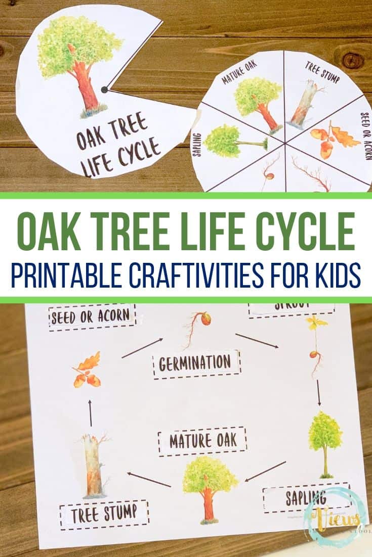Oak Tree Life Cycle Printable Story Wheel