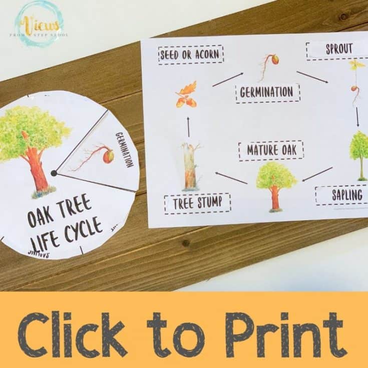 Oak Tree Life Cycle Printable Story Wheel Views From a Step Stool