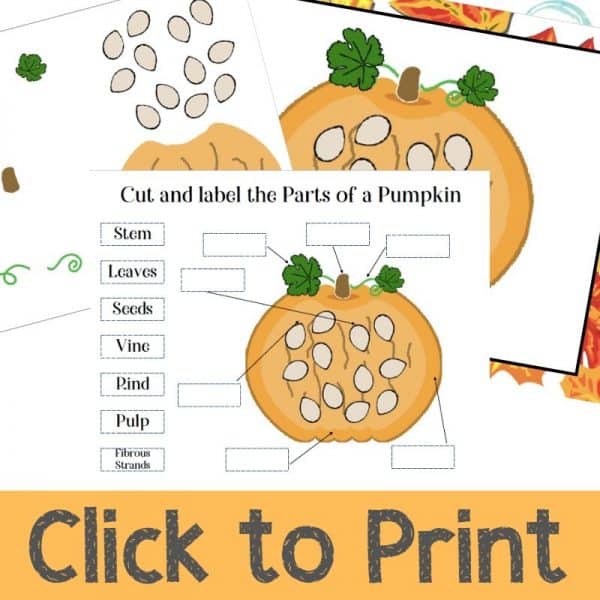 Parts of a Pumpkin Printable for Kids Views From a Step Stool