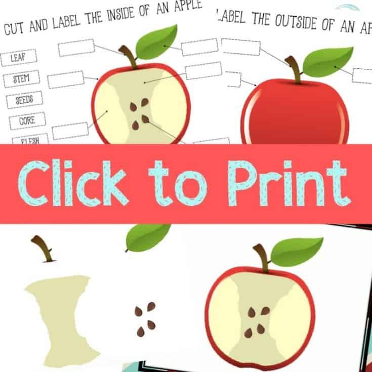 Parts of an Apple Printable Apple Theme Craft - Views From a Step Stool