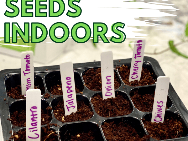 Starting Seeds Indoors with Kids: Mexican Salsa Garden