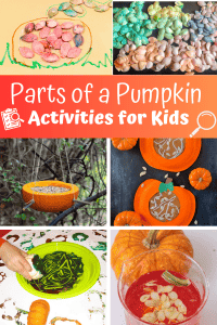 10+ Parts of a Pumpkin Activities - Views From a Step Stool