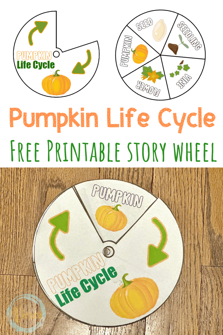 This printable Pumpkin Life Cycle story wheel is a great way to show your child the entire life cycle of a pumpkin, and it's easy to make!