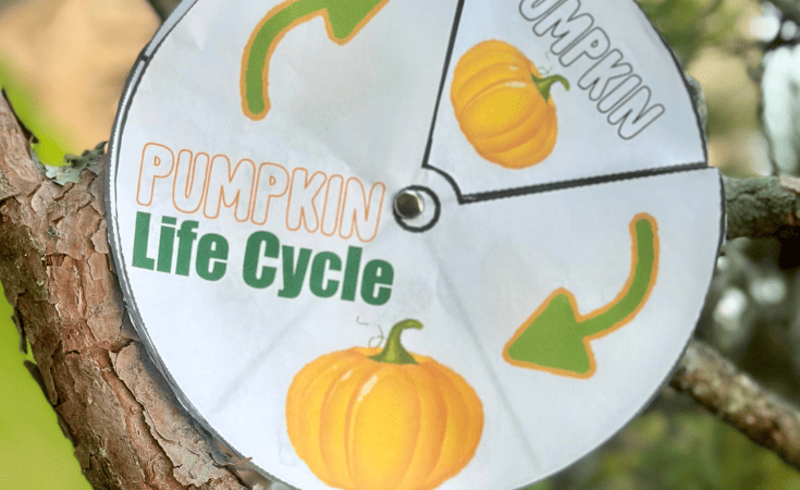 Printable Pumpkin Life Cycle Story Wheel